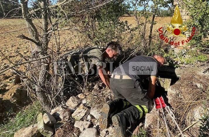 Vigili del Fuoco di Città di Castello: recuperato un cane da caccia caduto in un pozzo a Umbertide (foto) 2 Vigili del Fuoco di Città di Castello: recuperato un cane da caccia caduto in un pozzo a Umbertide (foto) 1