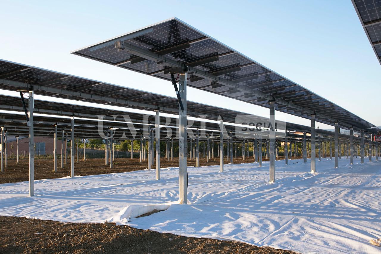 A Bettona il mirtillo cresce sotto il fotovoltaico: alla Tenuta Servettini agricoltura ed energia insieme (foto+video) 19 A Bettona il mirtillo cresce sotto il fotovoltaico: alla Tenuta Servettini agricoltura ed energia insieme (foto+video) 18