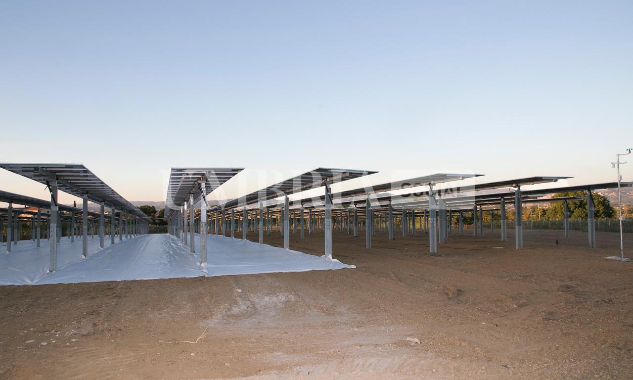 A Bettona il mirtillo cresce sotto il fotovoltaico: alla Tenuta Servettini agricoltura ed energia insieme (foto+video) 69 A Bettona il mirtillo cresce sotto il fotovoltaico: alla Tenuta Servettini agricoltura ed energia insieme (foto+video) 68