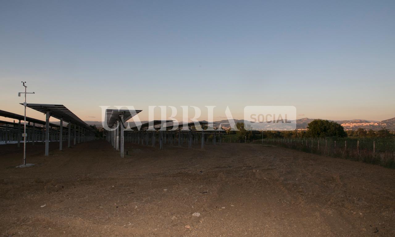 A Bettona il mirtillo cresce sotto il fotovoltaico: alla Tenuta Servettini agricoltura ed energia insieme (foto+video) 75 A Bettona il mirtillo cresce sotto il fotovoltaico: alla Tenuta Servettini agricoltura ed energia insieme (foto+video) 74