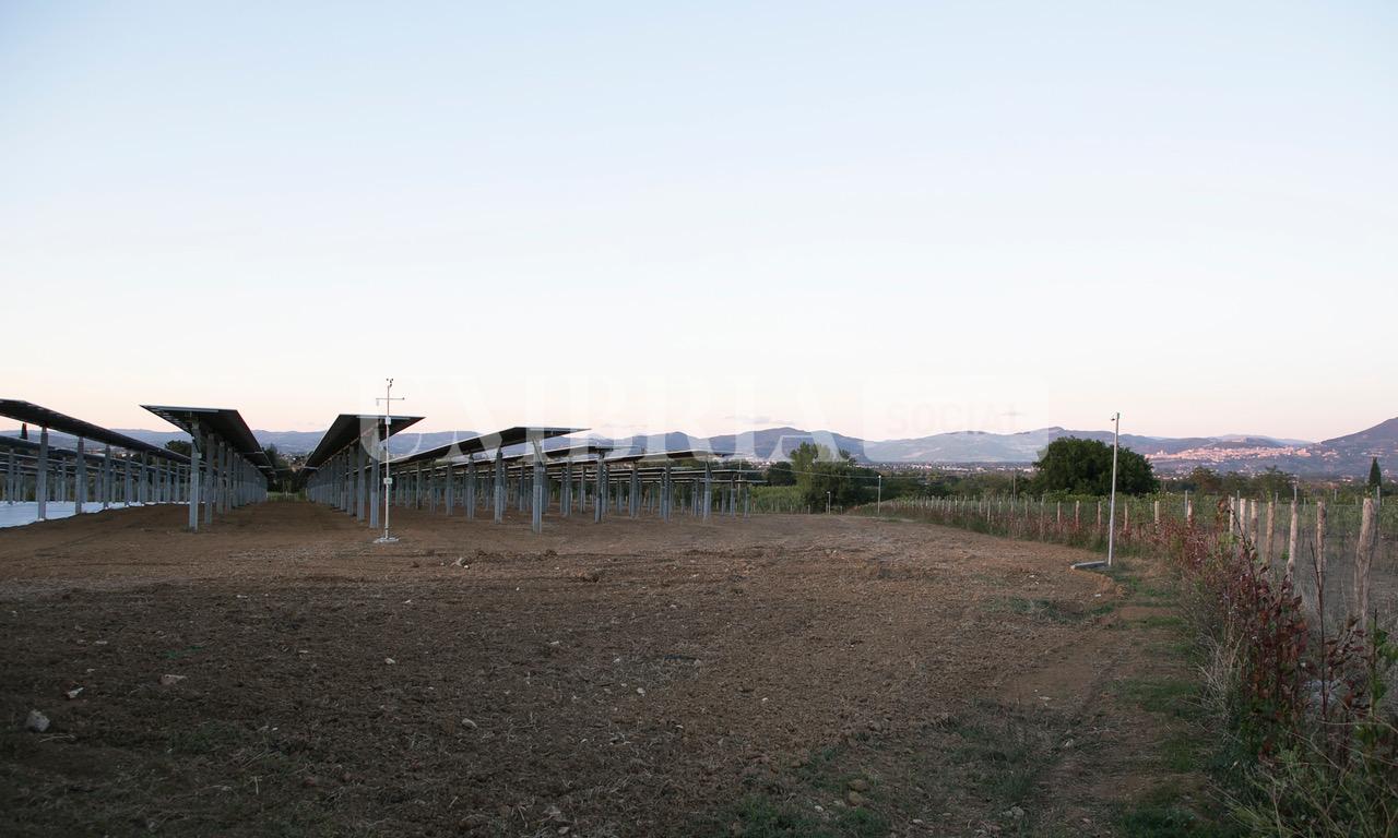 A Bettona il mirtillo cresce sotto il fotovoltaico: alla Tenuta Servettini agricoltura ed energia insieme (foto+video) 85 A Bettona il mirtillo cresce sotto il fotovoltaico: alla Tenuta Servettini agricoltura ed energia insieme (foto+video) 84