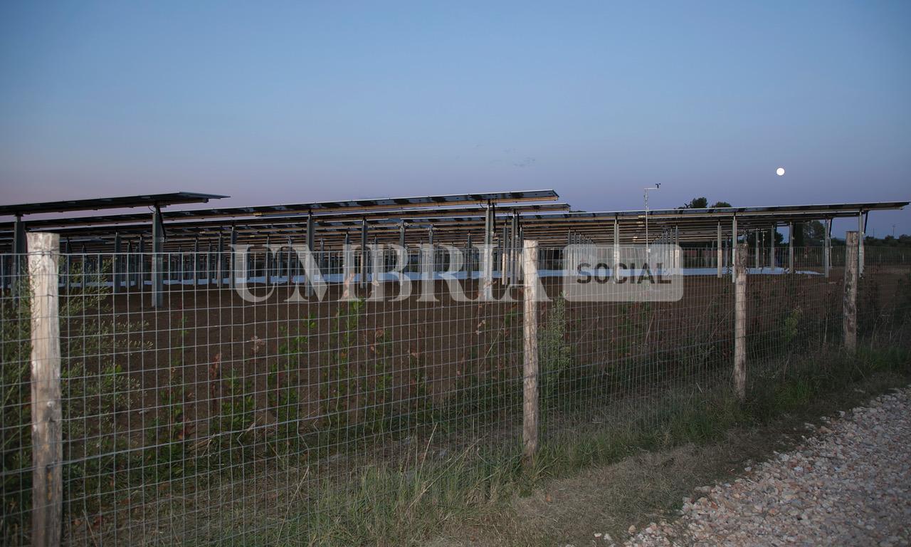 A Bettona il mirtillo cresce sotto il fotovoltaico: alla Tenuta Servettini agricoltura ed energia insieme (foto+video) 91 A Bettona il mirtillo cresce sotto il fotovoltaico: alla Tenuta Servettini agricoltura ed energia insieme (foto+video) 90