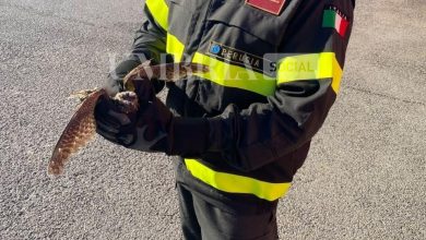 Cuculo intrappolato nelle reti dell’aeroporto di Perugia: salvato dai vigili del fuoco 4 Cuculo intrappolato nelle reti dell’aeroporto di Perugia: salvato dai vigili del fuoco 3