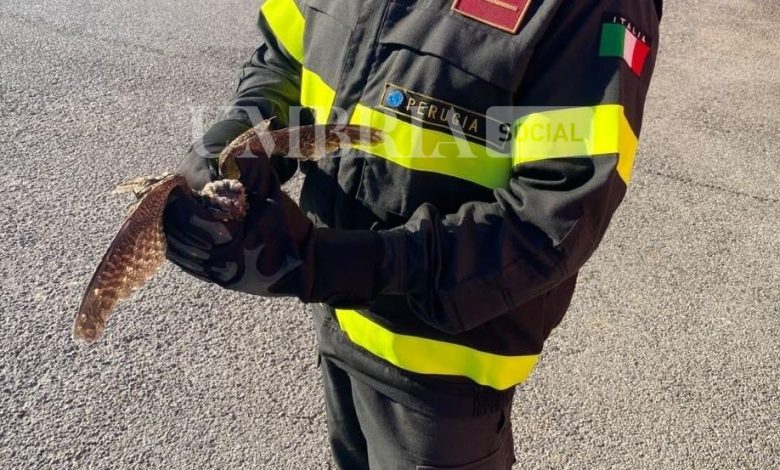 Cuculo intrappolato nelle reti dell’aeroporto di Perugia: salvato dai vigili del fuoco 2 Cuculo intrappolato nelle reti dell’aeroporto di Perugia: salvato dai vigili del fuoco 1